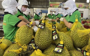 Sầu riêng tăng giá, nông dân Đồng Tháp phấn khởi vào vụ nghịch- Ảnh 6.