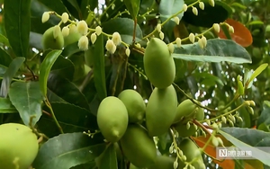 Chiêm ngưỡng ngôi chùa “nổi” giữa nước ở miền Tây- Ảnh 16.