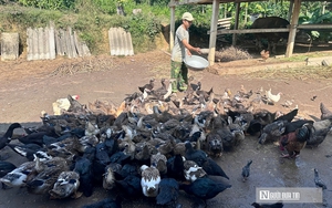 Anh n&ocirc;ng d&acirc;n bỏ t&uacute;i nửa tỷ đồng nhờ dịch vụ chăm s&oacute;c v&agrave; cho thu&ecirc; đ&agrave;o Tết - Ảnh 13.