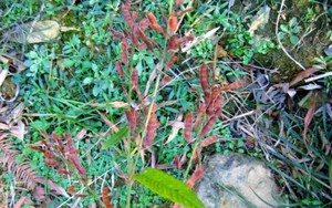 Vụ mẹ tử vong, con g&aacute;i 6 tuổi bị v&ugrave;i lấp dưới đất khi đi mua lợn: Sức khỏe b&eacute; g&aacute;i 7 tuổi hiện ra sao? - Ảnh 3.