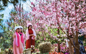 Mai anh đ&agrave;o nở rộ, Măng Đen kho&aacute;c &aacute;o hồng dịp cuối năm- Ảnh 15.