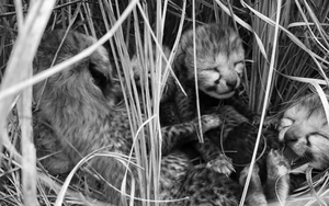 "Qu&aacute;i th&uacute;" c&oacute; lớp mỡ d&agrave;y 15cm, sống ở nơi lạnh nhất thế giới- Ảnh 10.