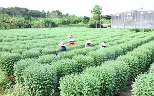 Dự b&aacute;o thời tiết 26/1: Miền Bắc duy tr&igrave; r&eacute;t đậm, cuối th&aacute;ng 1 th&ecirc;m đợt kh&ocirc;ng kh&iacute; lạnh dồn dập tr&agrave;n về- Ảnh 3.