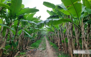 Không khí lạnh vẫn bao trùm miền Bắc, sương mù dày đặc, nơi rét nhất dưới 9 độ C - Ảnh 3.