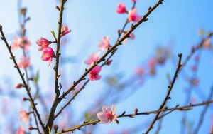 Dự báo thời tiết 29/1: Miền Bắc đón không khí lạnh dồn dập, trời rét đậm kèm sương mù bao phủ - Ảnh 3.