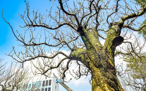 Làng đào, làng quất Hà Nội vào vụ lớn dịp Tết: Rộn ràng đón khách từ vườn ra phố - Ảnh 22.