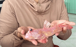 Theo chân ngư dân săn “cá biết bò” ở Đất Mũi- Ảnh 18.