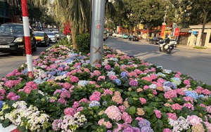 Mê mẩn vườn hoa hướng dương trên quê hương Bác Hồ 'hút' giới trẻ check-in- Ảnh 15.