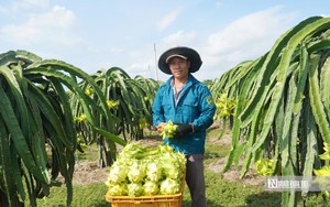 L&acirc;m Đồng th&uacute;c tiến độ c&aacute;c dự &aacute;n hạ tầng, tr&aacute;nh ảnh hưởng du lịch Mũi N&eacute;- Ảnh 8.
