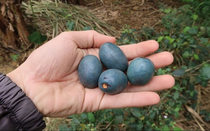 17 người ngộ độc thực phẩm sau khi ăn b&aacute;nh m&igrave;- Ảnh 3.