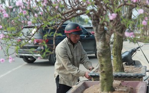 Ngày 29 Tết, tiểu thương chặt đào, vứt la liệt ở vỉa hè - Ảnh 10.