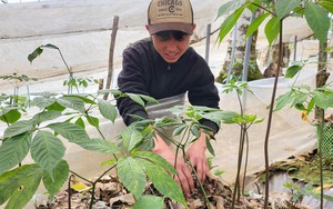 Cận cảnh S&acirc;m Ngọc Linh bật mầm sau m&ugrave;a ngủ đ&ocirc;ng- Ảnh 14.