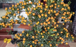 Những điểm ngắm hoa mơ l&atilde;ng mạn nhất Tokyo v&agrave;o m&ugrave;a xu&acirc;n - Ảnh 8.