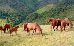 Cận cảnh những cổ vật h&agrave;ng trăm năm nhiều lần bị trộm nhưng "tự quay về" với bản l&agrave;ng - Ảnh 9.