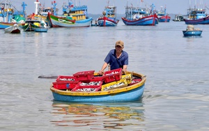 Ra khơi khai th&aacute;c ốc gạo từ 2 giờ s&aacute;ng, ngư d&acirc;n "đ&uacute;t t&uacute;i" tiền triệu mỗi chuyến- Ảnh 8.