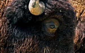 Lo&agrave;i vật qu&yacute; hiếm bậc nhất h&agrave;nh tinh, tuyệt chủng 500.000 năm bỗng t&aacute;i xuất khiến giới khoa học ngỡ ng&agrave;ng- Ảnh 4.