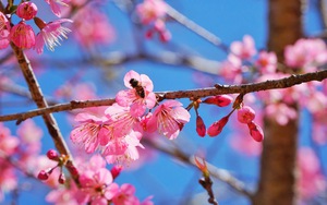 L&agrave;ng đ&agrave;o, l&agrave;ng quất H&agrave; Nội v&agrave;o vụ lớn dịp Tết: Rộn r&agrave;ng đ&oacute;n kh&aacute;ch từ vườn ra phố - Ảnh 21.