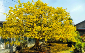 C&acirc;y mai cổ nh&igrave;n như "củi kh&ocirc;", đại gia b&iacute; ẩn trả gi&aacute; gần 1 tỷ đồng chủ vẫn chưa ưng b&aacute;n - Ảnh 4.