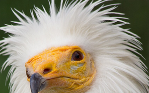 Lo&agrave;i vật qu&yacute; hiếm bậc nhất h&agrave;nh tinh, tuyệt chủng 30 năm bất ngờ "t&aacute;i xuất" ngỡ ng&agrave;ng - Ảnh 3.