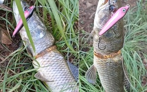 Loại cá được Mỹ đánh tốt ngang cá hồi, hóa ra ở Việt Nam mâm cơm nhà nào cũng có - Ảnh 6.