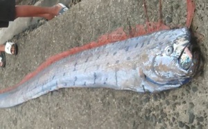 Theo ch&acirc;n ngư d&acirc;n Đất Mũi mưu sinh bằng nghề đ&oacute;ng đ&aacute;y- Ảnh 8.