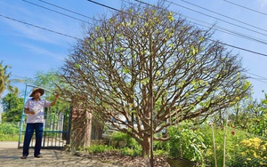 Ngắm linh vật ngựa d&aacute;t v&agrave;ng, kh&aacute;t vọng bứt ph&aacute; của Quảng Ng&atilde;i- Ảnh 14.