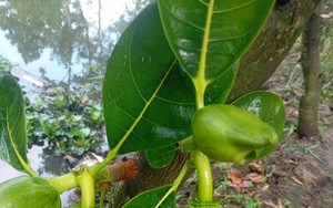 Những m&oacute;n ăn ng&agrave;y Tết tưởng v&ocirc; hại nhưng c&oacute; thể &ldquo;b&agrave;o m&ograve;n&rdquo; thận, tăng g&aacute;nh nặng cho tim- Ảnh 2.