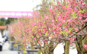 C&acirc;y n&ecirc;u vươn giữa di sản 600 năm, t&aacute;i hiện Tết xưa ở  Th&agrave;nh nh&agrave; Hồ  - Ảnh 7.