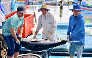 Gi&aacute; muối Quảng Ng&atilde;i tăng kỷ lục, di&ecirc;m d&acirc;n phấn khởi v&agrave;o vụ mới- Ảnh 6.