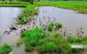 Đ&agrave; Nẵng: H&agrave;ng ngh&igrave;n tấn r&aacute;c bủa v&acirc;y khu d&acirc;n cư, người d&acirc;n sống trong cảnh &ldquo;nghẹt thở&rdquo;  - Ảnh 8.