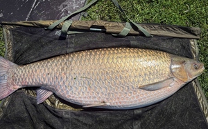 Giống bơ "khổng lồ" nhất thế giới to bằng c&aacute;i đầu, cả nh&agrave; 1 quả c&ograve;n kh&ocirc;ng hết - Ảnh 8.