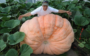 Giống bơ "khổng lồ" nhất thế giới to bằng c&aacute;i đầu, cả nh&agrave; 1 quả c&ograve;n kh&ocirc;ng hết - Ảnh 9.