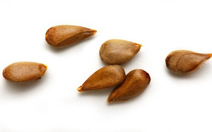 Đừng chỉ ăn quả, vỏ loại cây này cũng quý như 