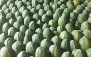 Đừng chỉ ăn quả, vỏ loại cây này cũng quý như 