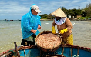 Chạy đua thu hoạch tỏi tr&ecirc;n đảo L&yacute; Sơn, ng&agrave;y thu tiền triệu- Ảnh 9.