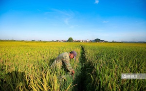 Nỗi lo &ldquo;tr&uacute;ng m&ugrave;a, hụt l&atilde;i&rdquo; của n&ocirc;ng d&acirc;n vụ Đ&ocirc;ng Xu&acirc;n- Ảnh 5.