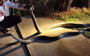 Ch&uacute; rể mang 9 xe h&uacute;t bể phốt đi rước d&acirc;u v&agrave; c&aacute;i kết- Ảnh 2.