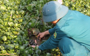 Mổ vịt, người đ&agrave;n &ocirc;ng sốc nặng khi ph&aacute;t hiện 10g v&agrave;ng thật trong bụng- Ảnh 3.