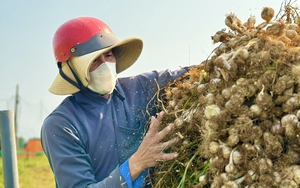 Nắng gắt k&eacute;o d&agrave;i, người d&acirc;n tr&ecirc;n đảo L&yacute; Sơn lo "kh&aacute;t nước" sinh hoạt, sản xuất- Ảnh 6.