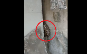 Vừa mở cửa, người đ&agrave;n &ocirc;ng sốc khi thấy cảnh tượng "đ&aacute;ng sợ" trong nh&agrave; - Ảnh 2.