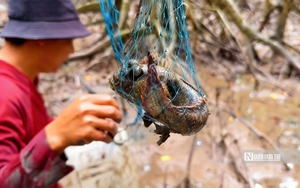 Độc đ&aacute;o nghề &ldquo;chạy mong&rdquo; tr&ecirc;n b&atilde;i bồi ven biển Mỏ &Oacute;- Ảnh 16.