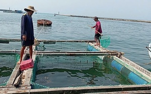 Nắng gắt k&eacute;o d&agrave;i, người d&acirc;n tr&ecirc;n đảo L&yacute; Sơn lo "kh&aacute;t nước" sinh hoạt, sản xuất- Ảnh 5.