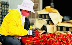 Rau m&agrave;u bất ngờ ch&aacute;y l&aacute;, v&agrave;ng đọt, n&ocirc;ng d&acirc;n Đồng Th&aacute;p mất ăn, mất ngủ- Ảnh 7.