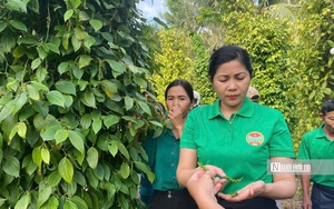 Tăng trưởng hai con số - Kỳ 1: Gia Lai đ&aacute;nh thức &ldquo;mỏ v&agrave;ng xanh&rdquo; tỷ USD - Ảnh 15.