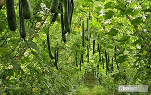 Rời ghế gi&aacute;m đốc, về qu&ecirc; trồng loại c&acirc;y &ldquo;k&yacute; ức tuổi thơ&rdquo; mang lại thu nhập cao- Ảnh 6.