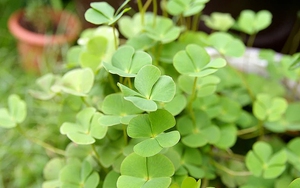 Trồng c&acirc;y giải nhiệt "b&igrave;nh d&acirc;n", n&ocirc;ng d&acirc;n bỏ t&uacute;i h&agrave;ng trăm triệu đồng/năm- Ảnh 10.