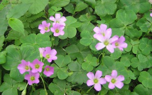 Sản vật tiến vua c&oacute; gi&aacute; v&agrave;i triệu đồng/kg được d&acirc;n địa phương gọi l&agrave; "vị thần" của c&aacute;c m&oacute;n nước- Ảnh 8.