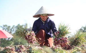 Thi c&ocirc;ng xuy&ecirc;n đ&ecirc;m, đẩy tiến độ x&acirc;y trường v&ugrave;ng bi&ecirc;n Quảng Ng&atilde;i- Ảnh 9.