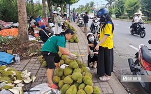 Đồng Th&aacute;p: Kh&oacute;m mất gi&aacute;, người trồng thấp thỏm- Ảnh 5.