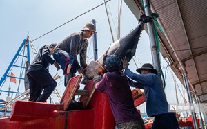 Ph&aacute;t hiện &ldquo;vị kh&aacute;ch lạ&rdquo; đi lạc giữa đ&igrave;a c&aacute;, người đ&agrave;n &ocirc;ng bất ngờ khi biết đ&oacute; l&agrave; lo&agrave;i qu&yacute; hiếm - Ảnh 5.